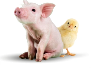 Piglet and chick