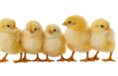 Chicks