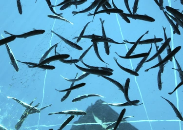 Fish in an aquaculture pen