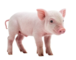 Piglet